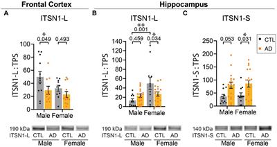 A clathrin mediated endocytosis scaffolding protein, Intersectin 1, changes in an isoform, brain region, and sex specific manner in Alzheimer’s disease